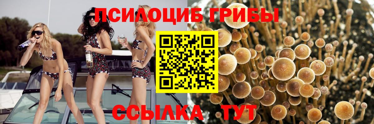 Псилоцибиновые грибы GOLDEN TEACHER Строитель